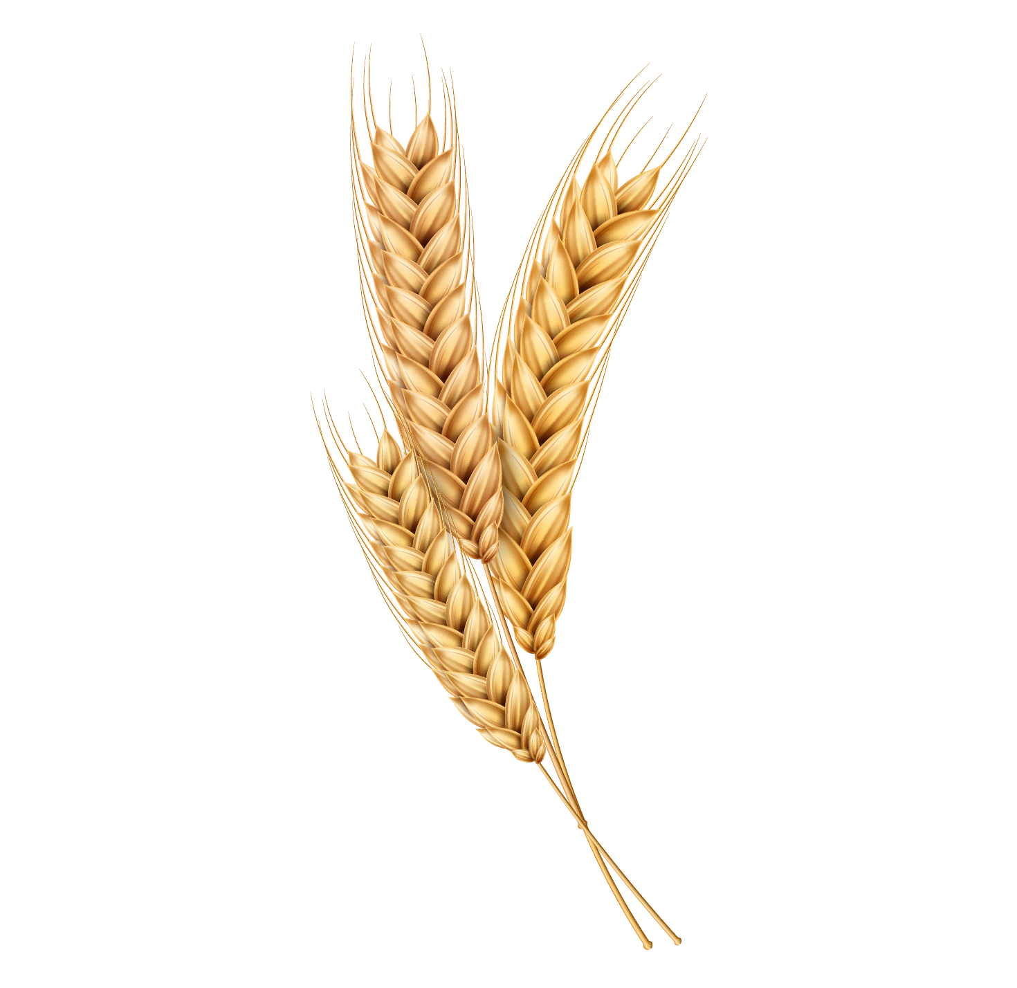 Wheat Stalk